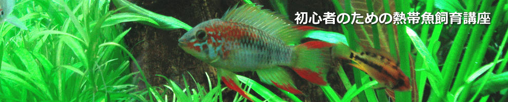 熱帯魚飼育講座