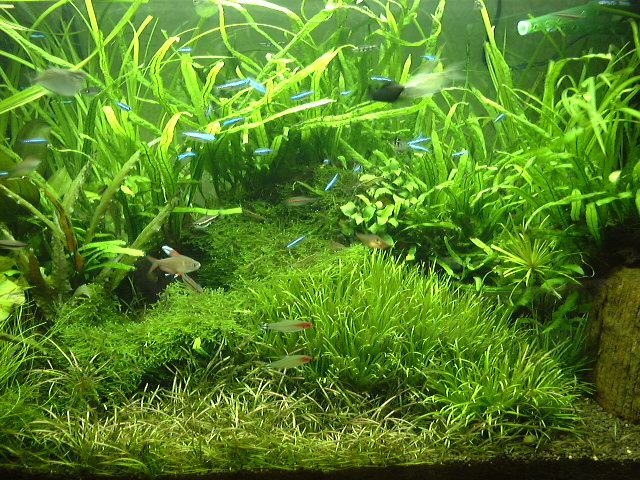 凝った水草のレイアウト
