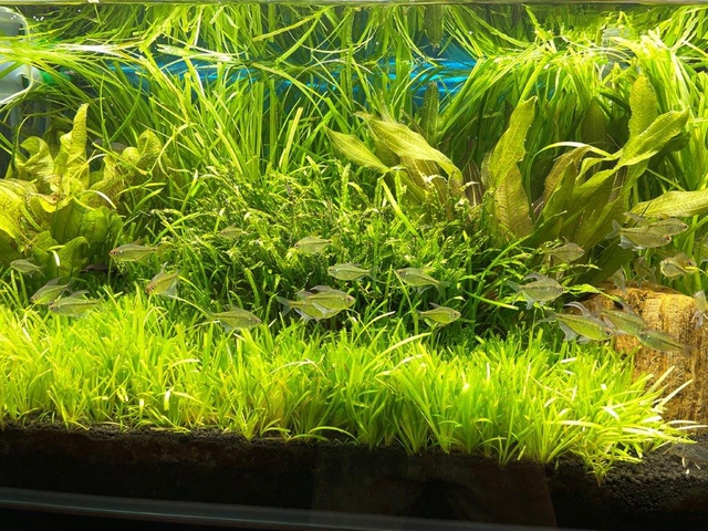 陽性水草と陰性水草